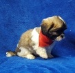 Small Photo #43 Lhasa Apso Puppy For Sale in BUFFALO, MO, USA
