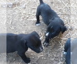 Small Photo #3 American Bulldog-Labbe Mix Puppy For Sale in COURTLAND, AL, USA