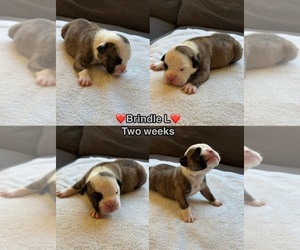 Medium Olde English Bulldogge