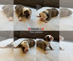 Puppy Brindle L Olde English Bulldogge