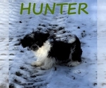 Small Photo #1 Shih-Poo Puppy For Sale in HARTLAND, MN, USA