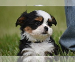 Small #3 Auss-Tzu