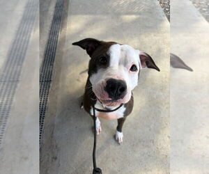 Violet - Female Boxer-Unknown Mix Dog for Adoption - Photo #5