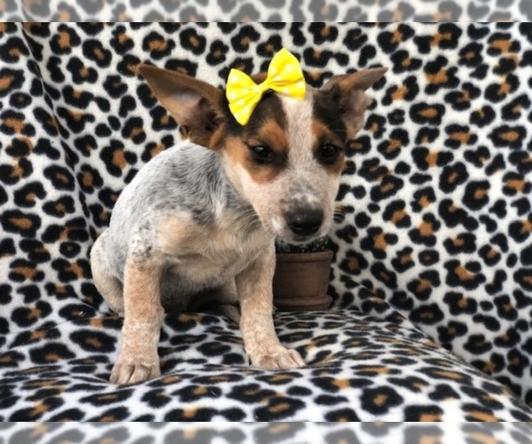 Medium Photo #11 Australian Cattle Dog-Jack Russell Terrier Mix Puppy For Sale in LAKELAND, FL, USA