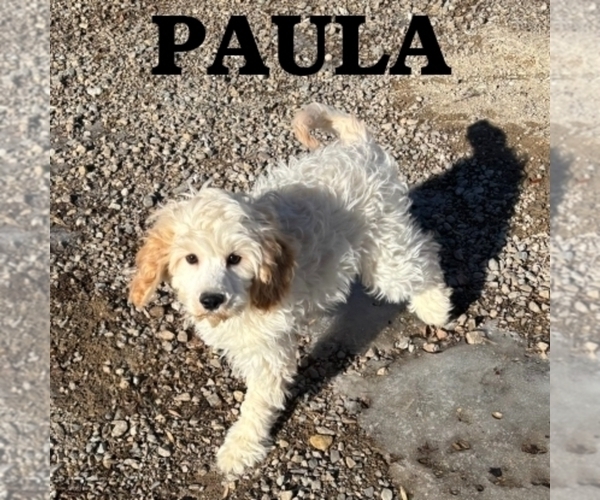 Medium Photo #2 Cock-A-Poo Puppy For Sale in HARTLAND, MN, USA