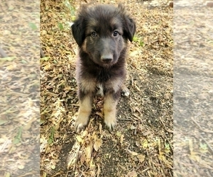 German Shepherd Dog Puppy for sale in ROBINSON, TX, USA