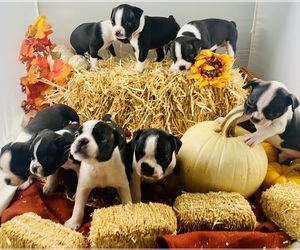 Boston Terrier Puppy for Sale in MICHIGAN CITY, Indiana USA