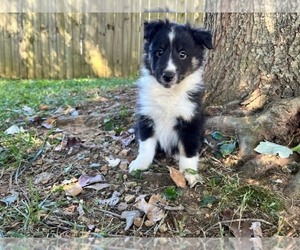 Shetland Sheepdog Puppy for Sale in KINGSPORT, Tennessee USA