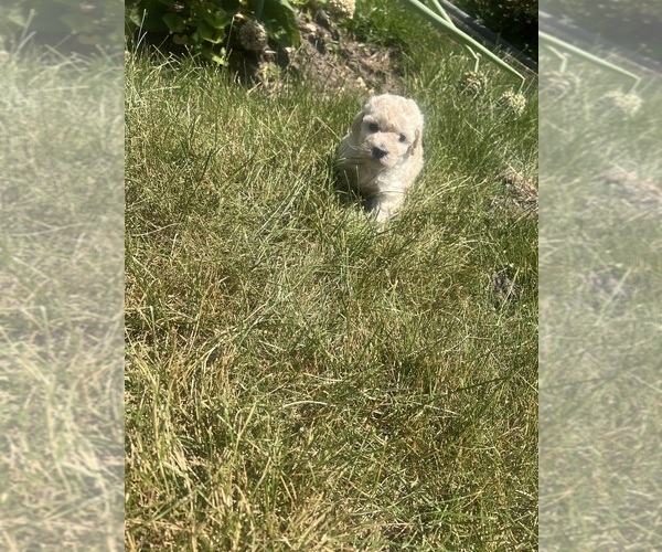 Medium Photo #6 Poodle (Toy) Puppy For Sale in FORESTVILLE, MD, USA