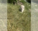 Small Photo #6 Poodle (Toy) Puppy For Sale in FORESTVILLE, MD, USA