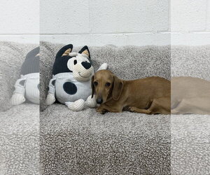 Dachshund Dogs for adoption in York, SC, USA
