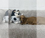 Small Dachshund