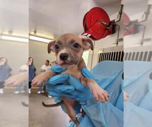 American Staffordshire Terrier-Unknown Mix Dogs for adoption in San Antonio, TX, USA