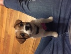 Small Photo #1 Jack Russell Terrier Puppy For Sale in URBANA, MO, USA
