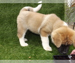 Small Photo #13 Akita Puppy For Sale in ROLLA, MO, USA