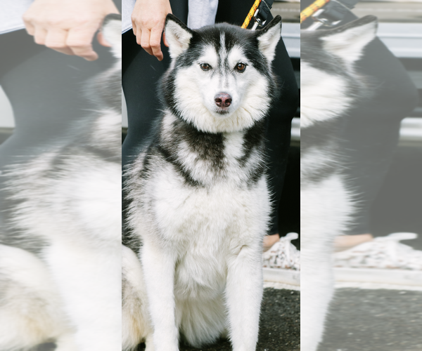 Medium Photo #6 Siberian Husky-Unknown Mix Puppy For Sale in Oakhurst, NJ, USA