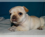 Small Photo #7 French Bulldog Puppy For Sale in VERONA, MO, USA