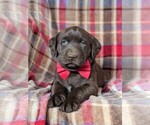 Small Photo #6 Labrador Retriever Puppy For Sale in KIRKWOOD, PA, USA