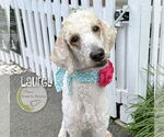 Small #5 Goldendoodle