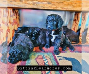 Newfypoo Puppy for Sale in CASPER, Wyoming USA