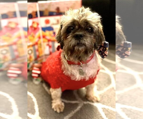 Medium Photo #4 Shih Tzu Puppy For Sale in  Ramona, CA, USA