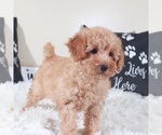 Small Photo #1 Bichpoo mix (+ Bichon Frise) Puppy For Sale in MOUNT VERNON, OH, USA