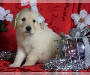 Golden Retriever Puppy for sale in FREDERICKSBG, OH, USA