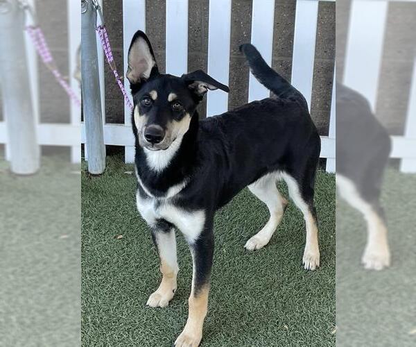 Medium Photo #1 German Shepherd Dog-Unknown Mix Puppy For Sale in Modesto, CA, USA