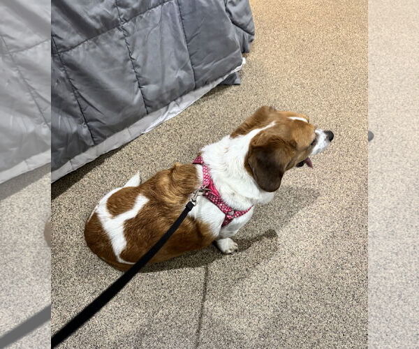 Medium Photo #5 Cheagle Puppy For Sale in Sanford, FL, USA