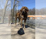 Small #3 Plott Hound Mix