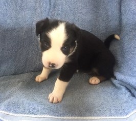 Border-Aussie Puppy for sale in BRIDGEWATER, VA, USA