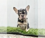 Small Photo #6 French Bulldog Puppy For Sale in PACIFIC PALISADES, CA, USA