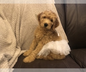 Goldendoodle Puppy for sale in PEORIA, IL, USA