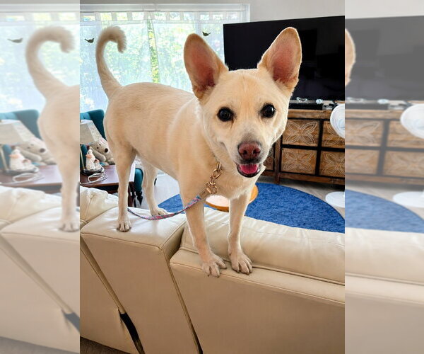 Medium Photo #4 Canaan Dog-Unknown Mix Puppy For Sale in Lake Forest, CA, USA