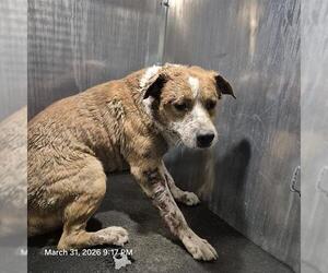 American Staffordshire Terrier-Unknown Mix Dogs for adoption in San Antonio, TX, USA