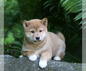 Shiba Inu Puppy for sale in FREDERICKSBG, OH, USA