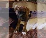 Small Photo #23 Boxer Puppy For Sale in EAST LONGMEADOW, MA, USA