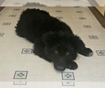 Small #3 German Shepherd Dog
