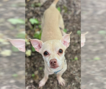 Small Chihuahua Mix