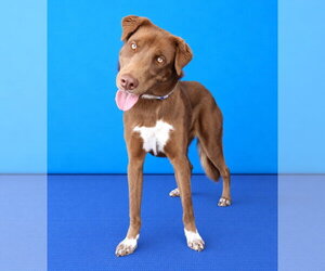 AUTUMN - Female Australian Shepherd Dog for Adoption - Photo #2