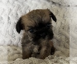 Small #5 French Bulldog