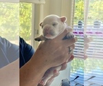 Small Photo #2 French Bulldog Puppy For Sale in LEAWOOD, KS, USA