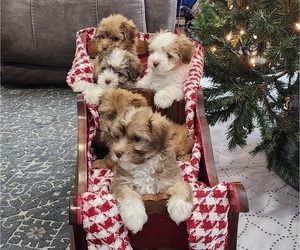 Havanese Puppy for Sale in ALBION, Pennsylvania USA