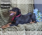 Small #1 Doberman Pinscher