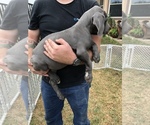 Small Photo #5 Great Dane Puppy For Sale in DEVINE, TX, USA