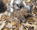 Small Photo #5 Shih Tzu Puppy For Sale in AKRON, OH, USA