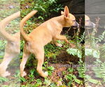 Small #3 Mutt