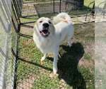Small #2 Great Pyrenees Mix