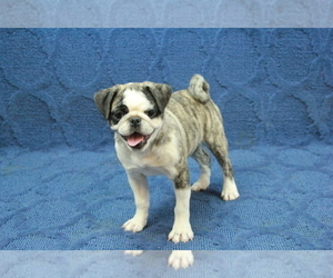 Pug Puppy for sale in HICKORY, NC, USA