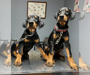 Doberman Pinscher Puppy for sale in BRINKLEY, AR, USA